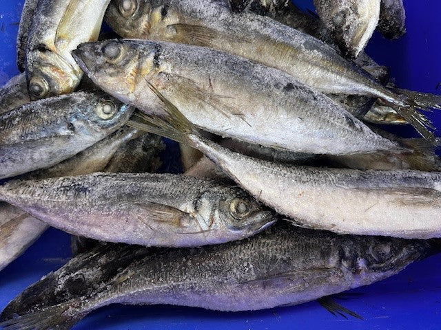 NZ Jack Mackerel
