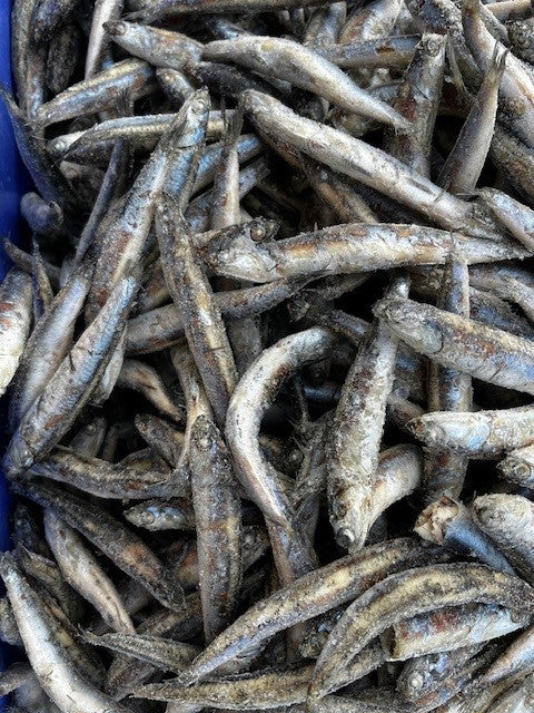 NZ Anchovies