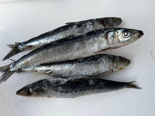NZ Pilchard