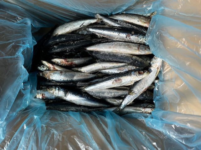 NZ Pilchard - 5kg Box