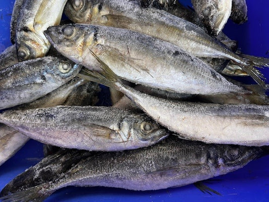 NZ Jack Mackerel